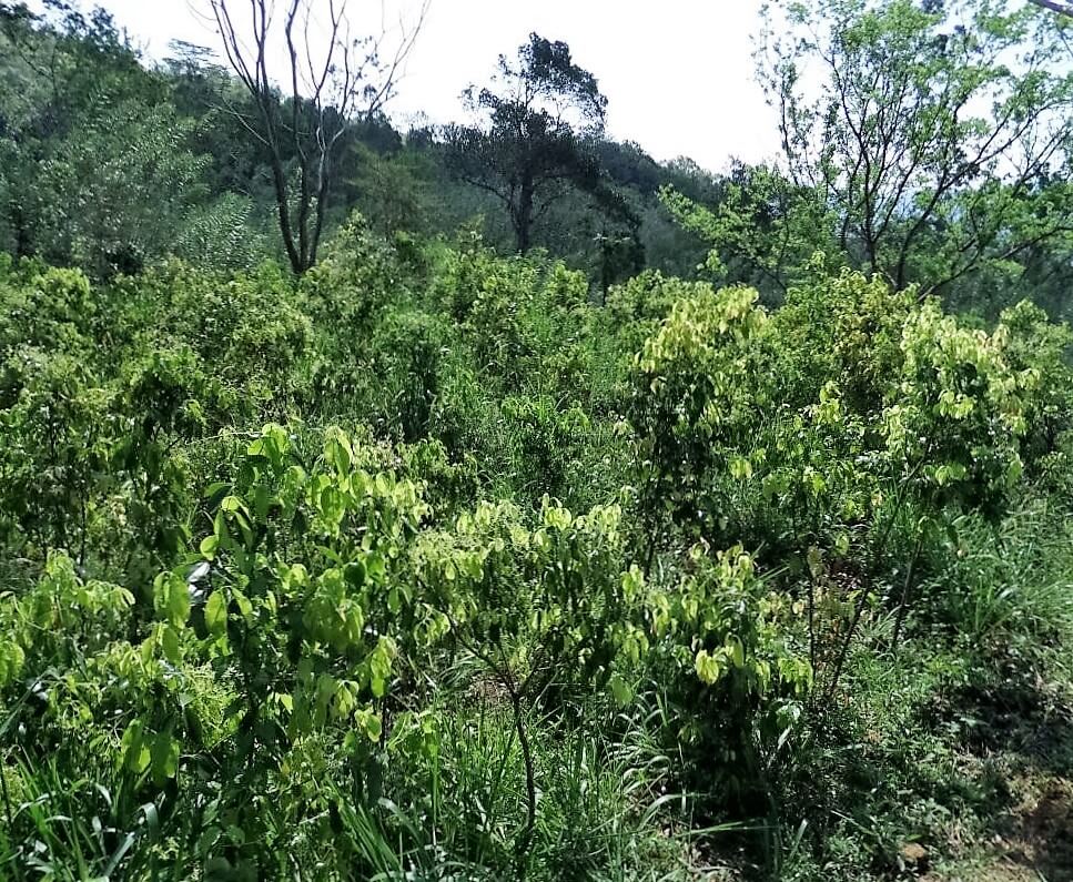 Health Benefits of Cinnamon Tea - Organic Ceylon Cinnamon growing in a small Sri Lankan farm in the high country.