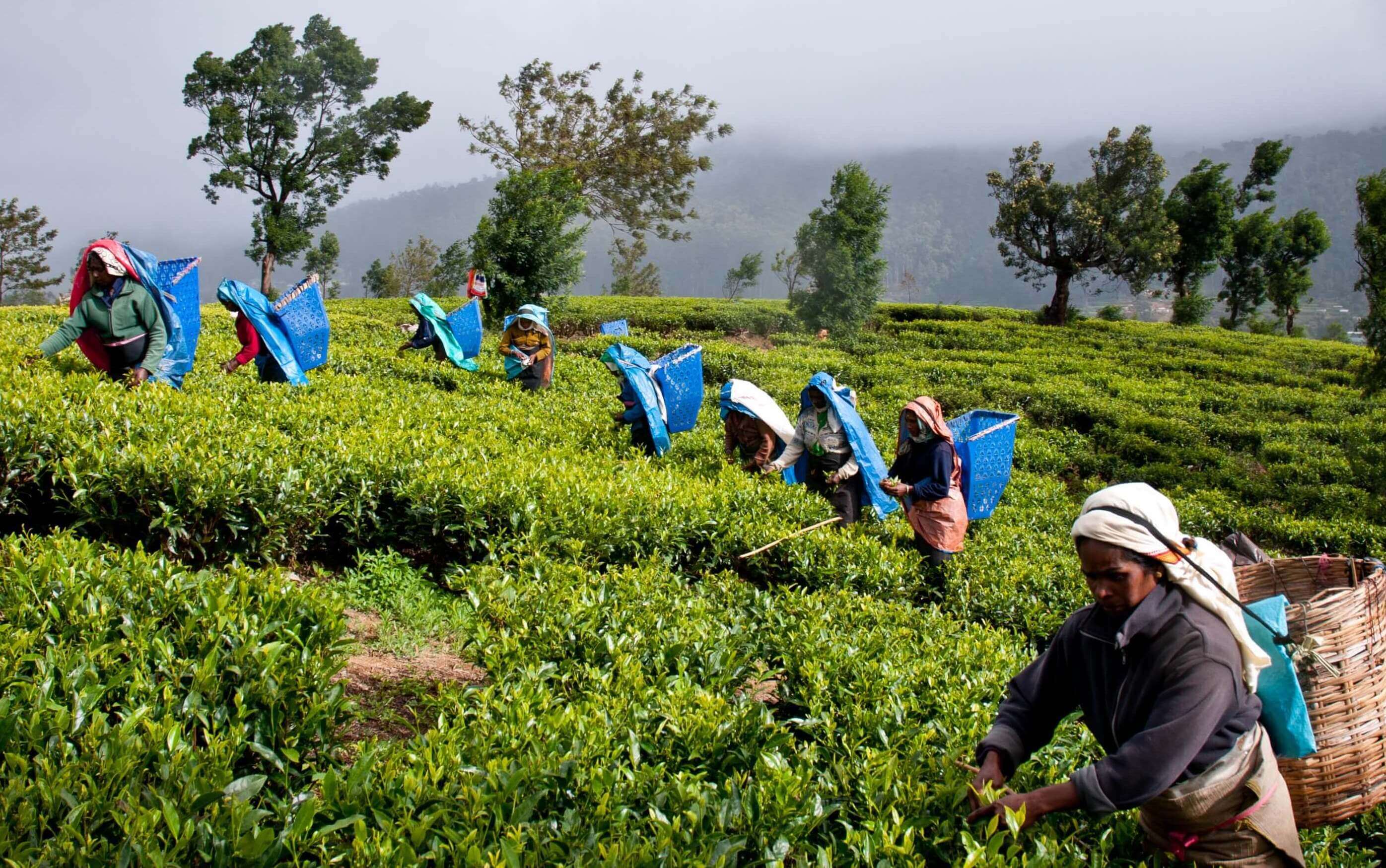 Ceylon Teas USA - Early Morning Harvesting