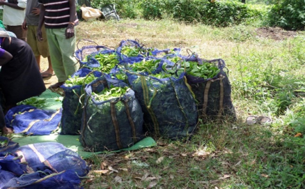 Black Tea vs Green Tea - It Starts With Freshly Plucked Camellia Sinensis - Assam Variety