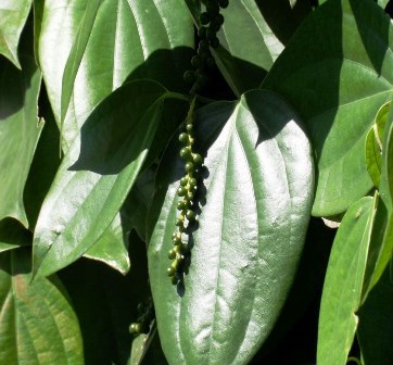 Organic Tea Production - The Bite of Pepper