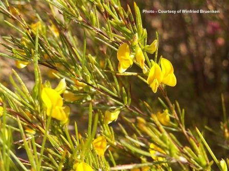 Rooibos Tea Health Benefits - Flowering Plant