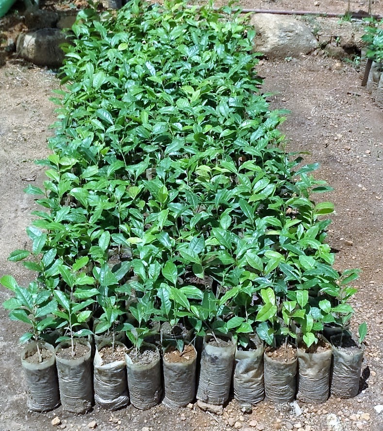 Farming Pure Ceylon Tea - Cuttings Ready to Be Replanted
