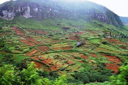 Farming Pure Ceylon Tea - Non Organic Tea Plantations Showing Clear Cut Hillside