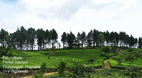 Farming Organic Loose Tea In Sri Lanka - Why Polyculture Is Important In Growing The Organic Soil