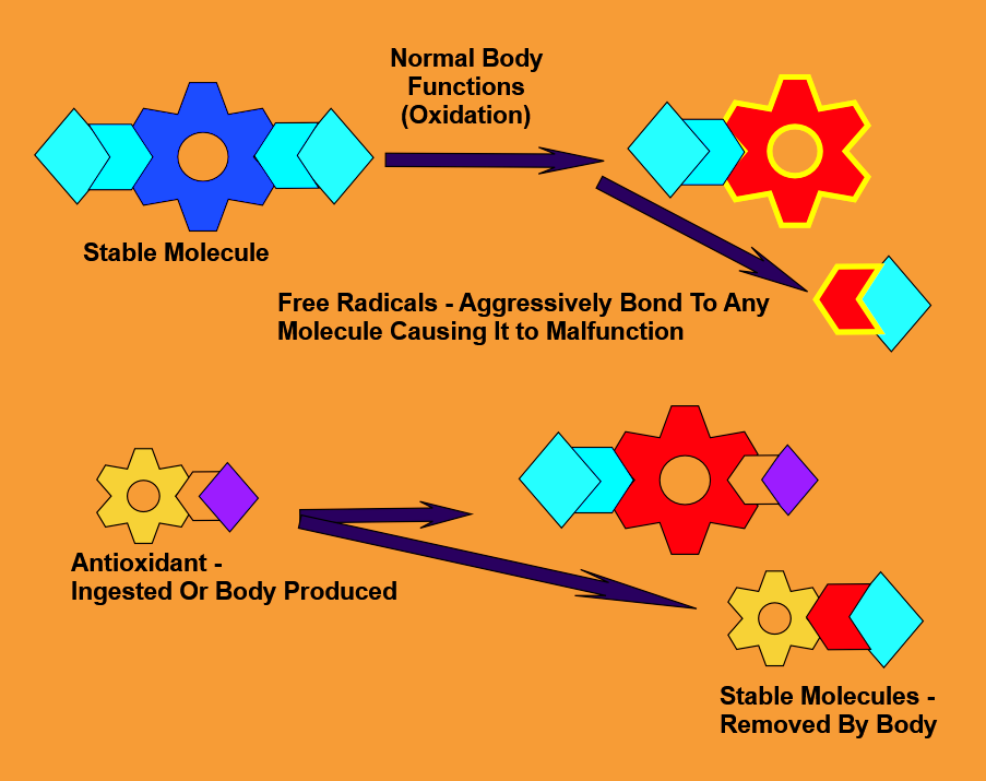 Bergamot Organic Essential Oil Has Antioxidant Properties Which Stabilize Free Radicals