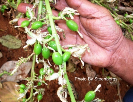 Organic Tea Production - Cardamon Plant