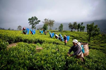 How The Tea Is Manufactured - Early Morning Harvest