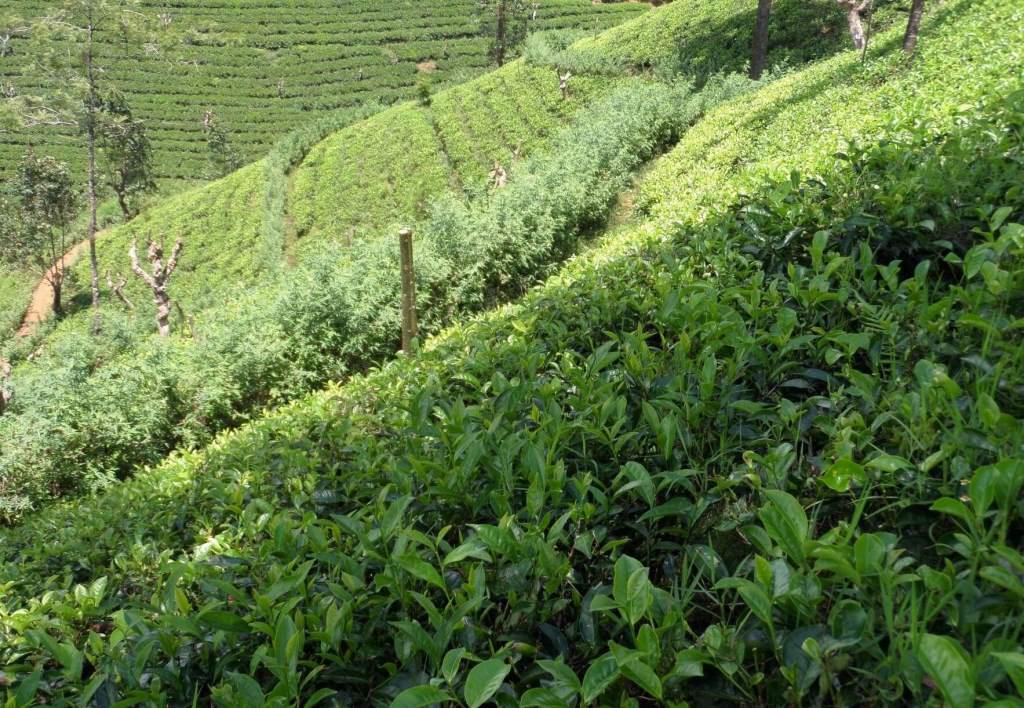 Ceylon Teas USA - extremely steep slopes require experienced pluckers.