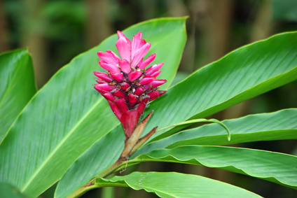 Organic Tea Production - Ginger Plant