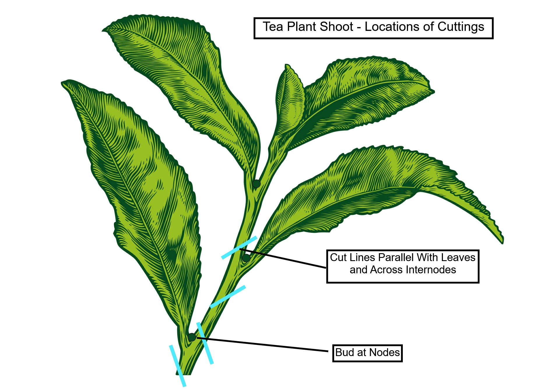 Farming Pure Ceylon Tea - Tea Diagram Shows Locations of Cuttings To Be Used For Cuttings