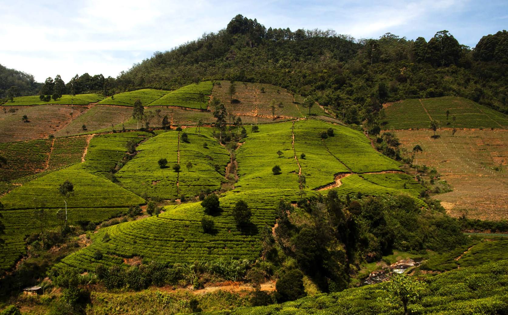 Farming Pure Ceylon Tea - Picture Shows a Conventional Tea Plantation in the Central Highlands