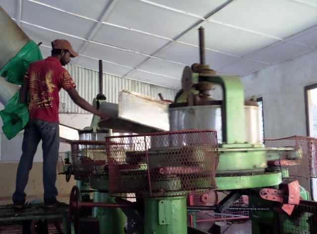 How The Tea Is Manufactured - Shredding Tea Leaves