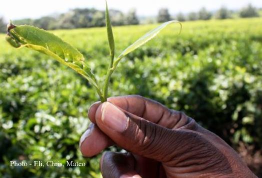 How The Tea Is Manufactured - 
Start With Two Leaves And A Bud